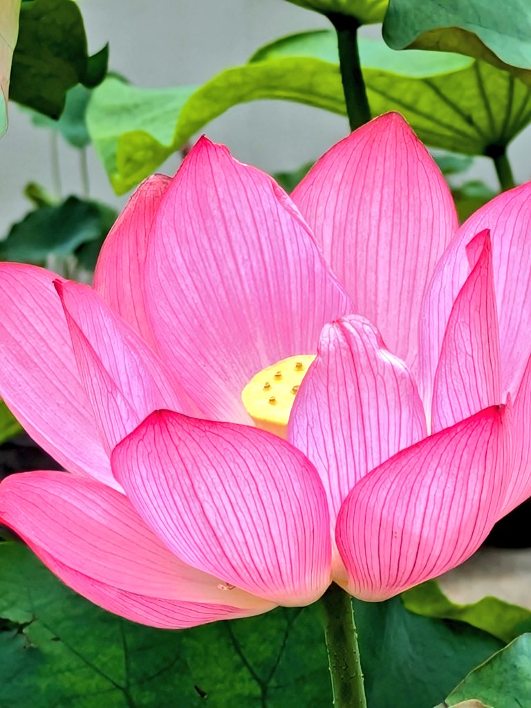 ˊ˘ˋ*)꜆꜄꜆ﾎﾟﾁﾎﾟﾁﾎﾟﾁﾎﾟ♡