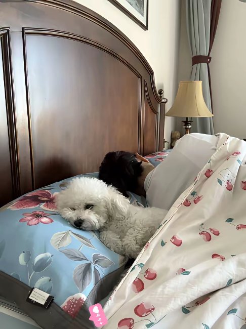 mijamarjolein14's tweet photo. My senior pup spent the whole afternoon curled up on my lap, no zoomies, just soft snores and quiet company—best stress relief ever. https://t.co/Z2qfby2nDM