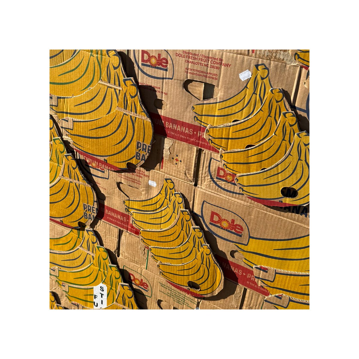 カノックスターへのBANANA From the side