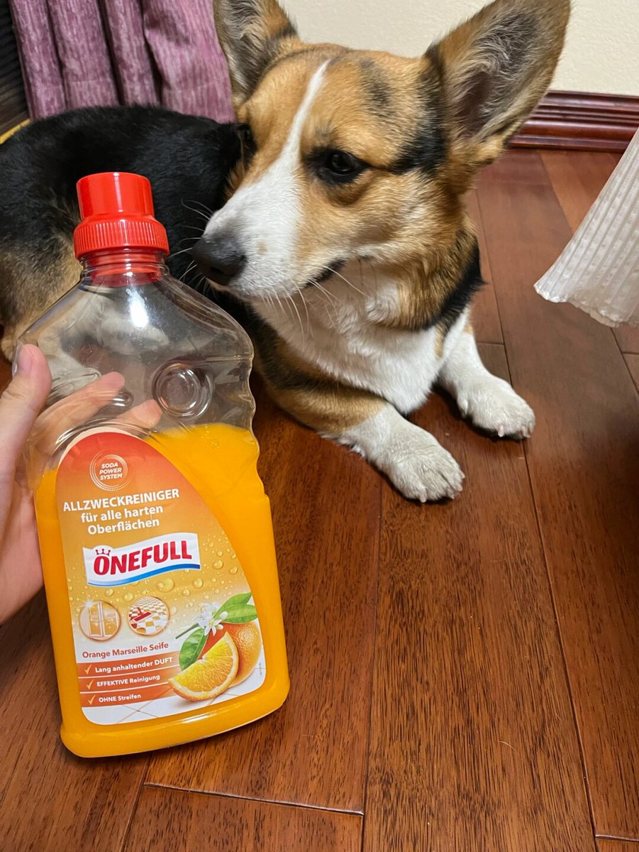 2JLtLRmKd0IN1wY's tweet photo. My little pup just hit 6 months old! From a wobbly newborn to a zooming ball of joy—every wag makes my heart full https://t.co/W4ulUH95a2