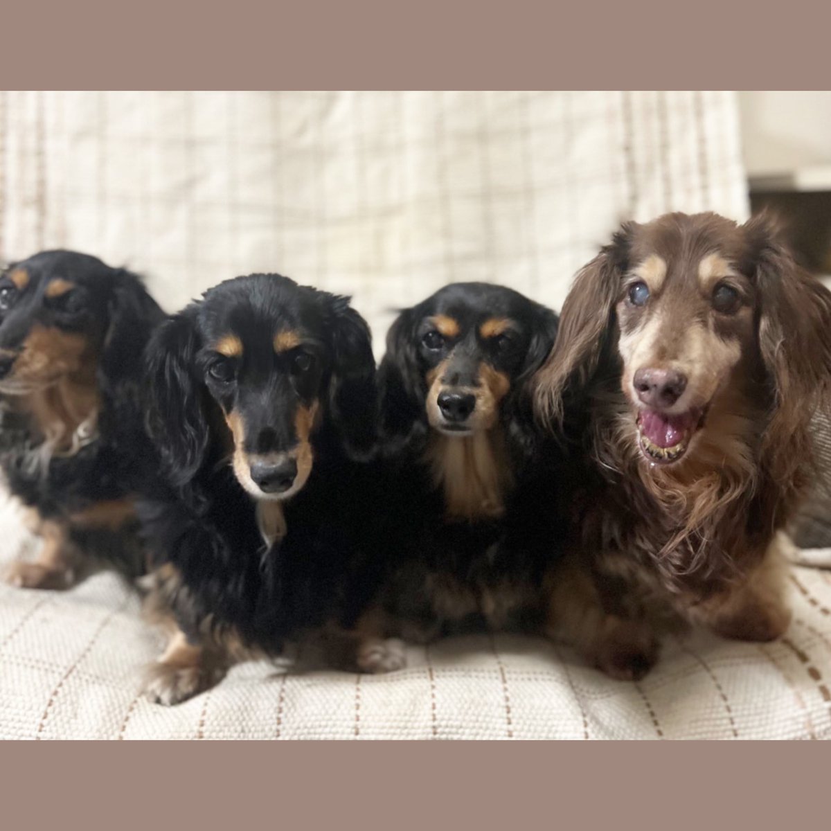 cokulomo's tweet photo. クキクレファミリー♡
.
みなさま
いつもありがとうございます🐶😊
.
今月も穏やかに過ごせますように〜🙏
.
.
ジメジメ ムシムシの毎日ですが
体調お気をつけくださいませ🍀*゜
7月も
ヨロシクお願いします🐶💕 https://t.co/pWkqmwri2F