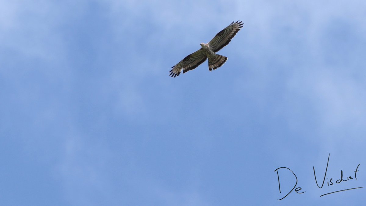 DeVisdief's tweet photo. Weer een mooie vogelwandeling in Noord-Brabant. Nu met Leo Tukker in of over het Logtse Veld bij Boxtel en Oirschot. We zien veel insecten en bijzondere vogels als zwarte ooievaar en wespendief: https://t.co/8UTvSaJ7yz #Oirschot #Boxtel #vogelskijken #natuur https://t.co/6VeWKbl6Su