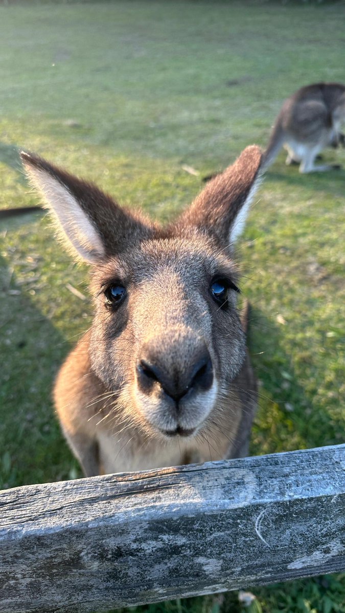 sPinah_'s tweet photo. Curious encounters in the wild. 🌿✨ This little kangaroo has stolen my heart! 🦘💕 https://t.co/jFeZhjsHUr