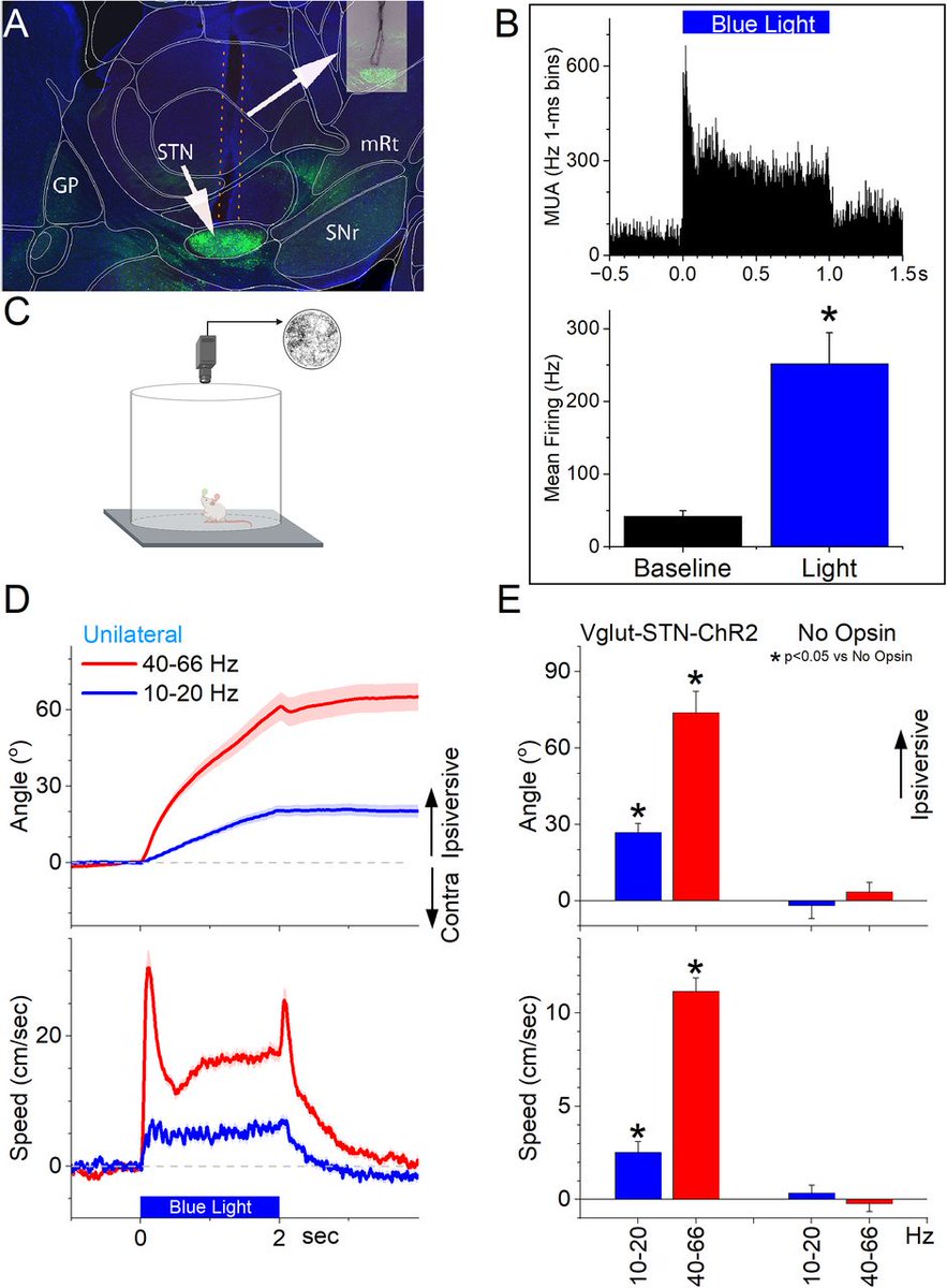 SfNJournals's tweet photo. #eNeuro: Zhou et al. et al. explore the relationship between the subthalamic nucleus, movement, and cautious behavior. https://t.co/Dkx2YuSzEd https://t.co/fgEeauf2zO