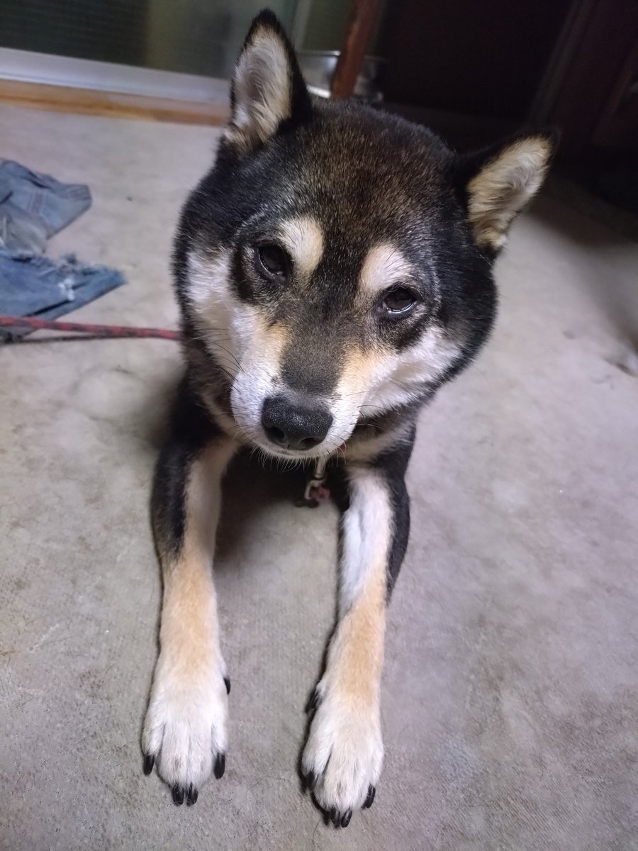 HiBand_Betahifi's tweet photo. 愛犬と散歩
夜明けの散歩。　　
雨だ
さぁ　一日がはじまる。 https://t.co/6BTdQ45MzB