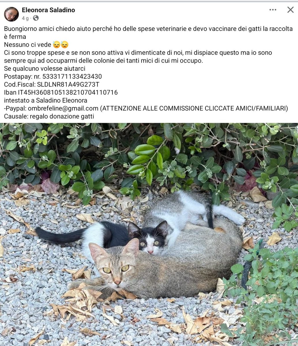 unonlus's tweet photo. 🐾 SOS GATTI! L'appello di #Eleonora per i mici delle colonie: servono fondi per vaccini e spese veterinarie, ma la raccolta è ferma!
​Aiutiamo anche con poco:
🔹Paypal: ombrefeline@gmail.com (amici/familiari)
🔹Causale: regalo donazione gatti
​Aiutiamo! RT🔄
#aiutaunrandagio https://t.co/nysKncnmbP