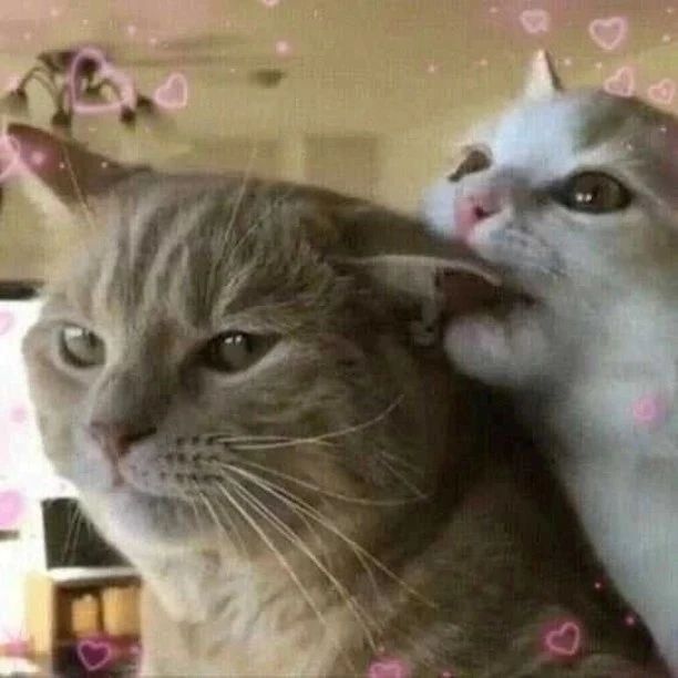 catsdotjpg's tweet photo. https://t.co/FxIGdLjBDX