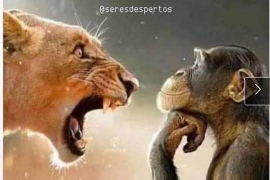 CrocoDalwn's tweet photo. @Noitedecopa https://t.co/4DDFkJrICV