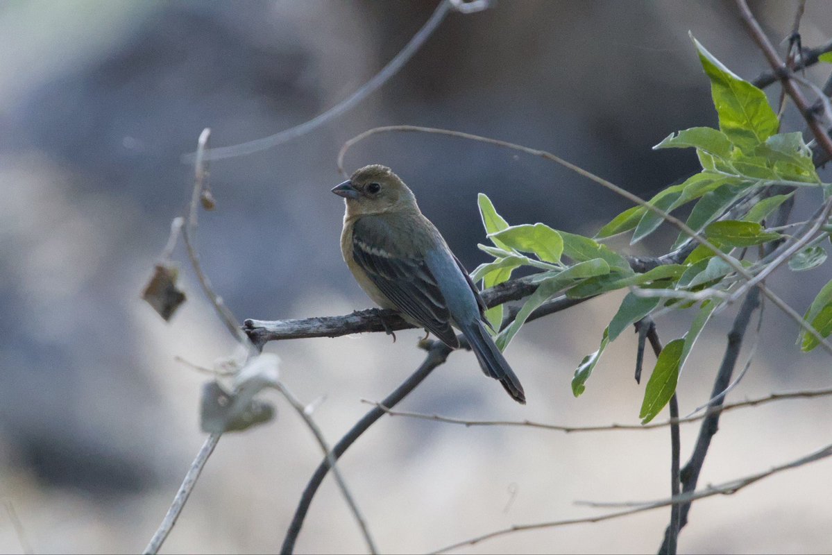 lagobun's tweet photo. @hirundinifaye Female lazuli bunting, I think. Looks similar to this one I saw the other day, for comparison. https://t.co/oY42V8cCNk
