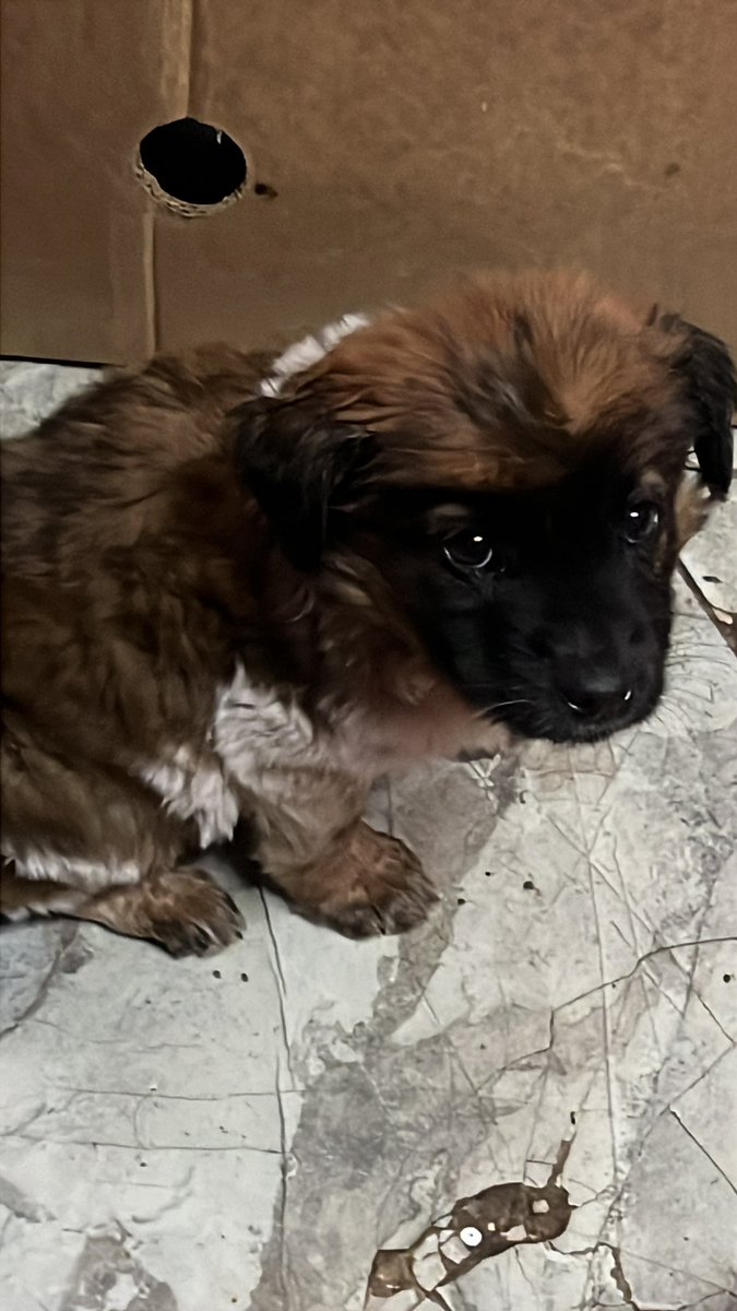 OMFA_Refugio's tweet photo. Llegó el gran momento para Tiny!
Tiny ya está lista para ir con una nueva familia!! 
Si te animas a adoptarla escribinos por WhatsApp al 1123750899 https://t.co/iEEOjrlWEh