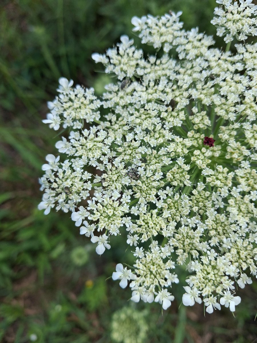 shadowrapistV2's tweet photo. TWO pairs of Dogbane beetles and a couple of weevils. Lots of 💢💢💢bug sex💢💢💢 today https://t.co/iLnUcJr5KD