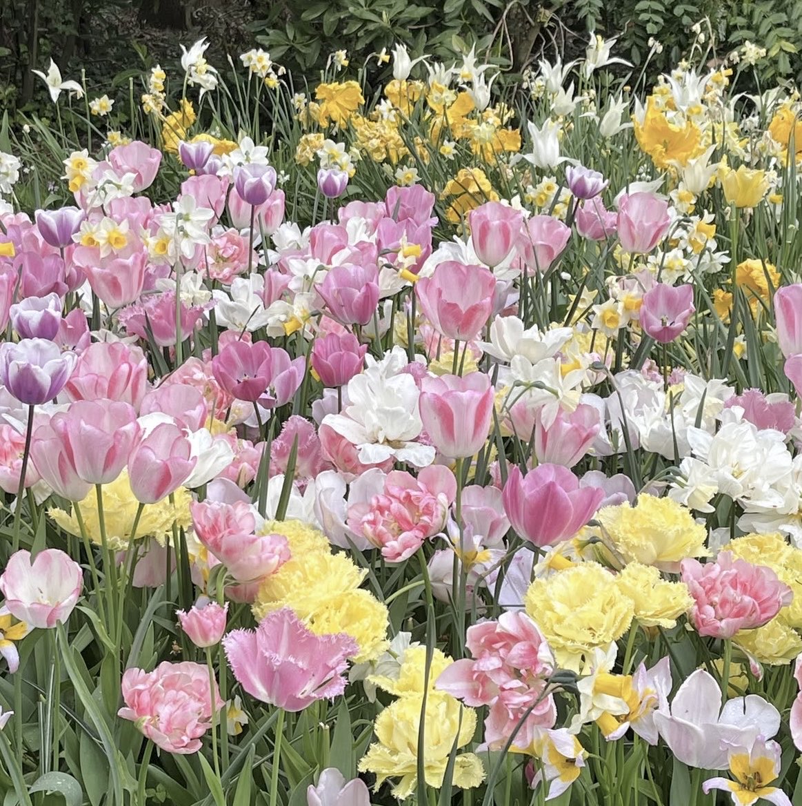 dreamyyarchive's tweet photo. spring flowers 💐 https://t.co/AdgvWktdsp