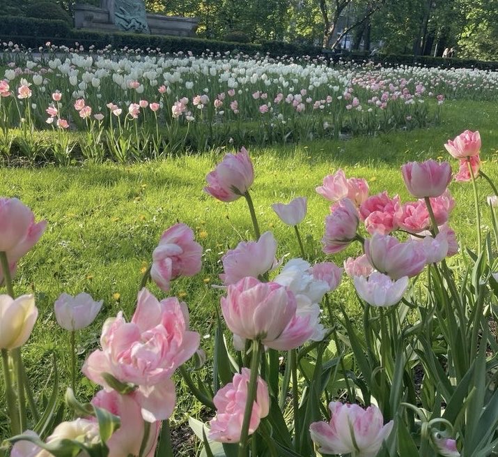 dreamyyarchive's tweet photo. spring flowers 💐 https://t.co/AdgvWktdsp