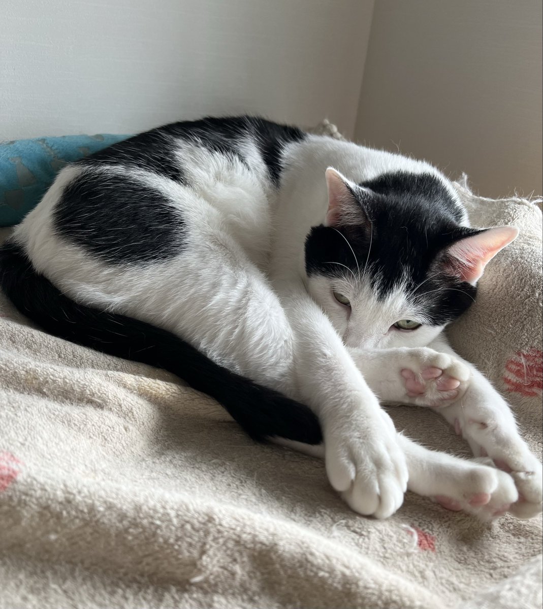 2022Subaru's tweet photo. 知らなかったよー❣️僕って薄目開けて寝るんだね❣️
＃猫好きさんと繋がりたい　＃猫自慢　＃猫気持ち　＃猫寝顔　＃保護猫　＃耳でか　＃おかっぱ頭の猫の昴君 https://t.co/pxTADibwb7