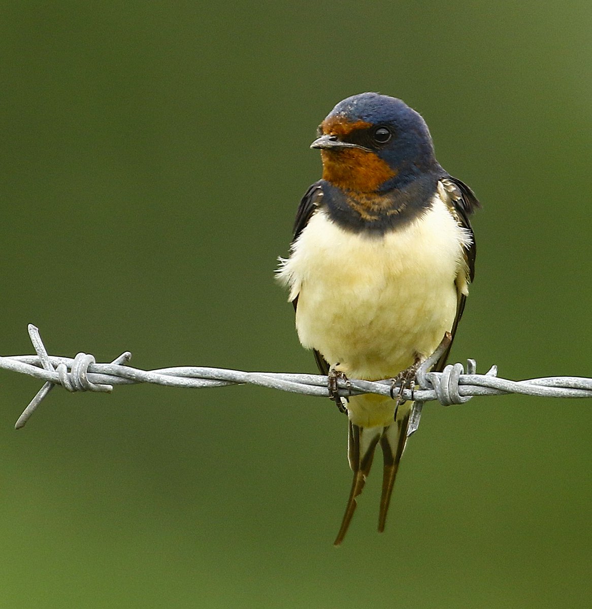 LadyVee67's tweet photo. Resting Swallow, good numbers around the farms on Durham Dales. 
@DurhamBirdClub 
@RSPBbirders 
@teesbirds1 
@CountryfileMag 
@WildlifeMag https://t.co/kriKLbosRC