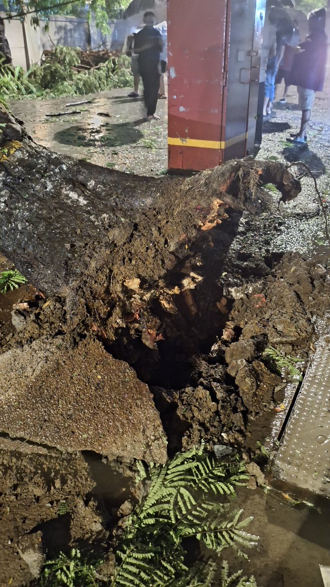 AlvaresSonal's tweet photo. @mashrujeet Recently dug up and concretised from both sides, see drain on one side and road on the other. Roots butchered by these works! 15th road Bandra @mybmc @mybmcWardHW who is responsible? https://t.co/YlR7qkC3JB