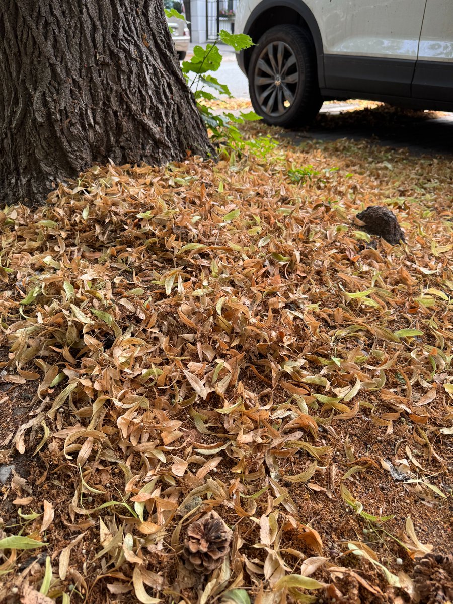 MichalMatloka's tweet photo. Mokotów dziś, i jesień w pełni. Co? Moment, jest… początek lata.
Jeśli ktoś jeszcze cieszy się z rekordowych temperatur bo "lubi jak jest ciepło, nie lubi jak jest chłodno", to pora przemyśleć życie, bo upały i susze stulecia to dopiero przed nami: https://t.co/GcfSL2JGRa