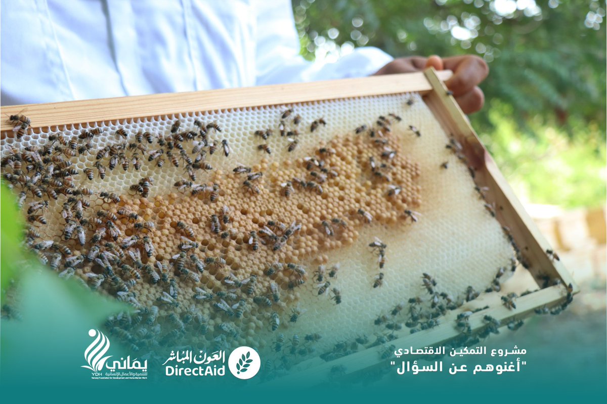yamanyYDH's tweet photo. لحج.. اختتام برنامج تدريبي لـ 21 متدرباً في "تربية النحل" ضمن مشروع "أغنوهم عن السؤال"

اختتمت مؤسسة يماني للتنمية والأعمال الإنسانية، اليوم، برنامجاً تدريبياً في "تربية النحل وإنتاج العسل" بمديرية تبن في محافظة لحج، استهدف 21 متدرباً، وذلك بدعم من جمعية العون المباشر - مكتب اليمن، ضمن مشروع التمكين الاقتصادي "أغنوهم عن السؤال".

حضر الاختتام مدير عام المديرية المهندس هود بغازي، ومدير مكتب الشؤون الاجتماعية والعمل بالمحافظة الأستاذ صائب عبدالعزيز، اللذان أشادا بجهود المؤسسة والجمعية في تنفيذ مشاريع نوعية تعزز التمكين الاقتصادي للأسر المتعففة.

وتلقى المشاركون مهارات نظرية وعملية حول إدارة الخلايا الحديثة، والوقاية من أمراض النحل، وأسس التسويق، بما يضمن لهم بناء مشاريع إنتاجية مستدامة.

وفي ختام الفعالية، وُزعت الشهادات على المتدربين. وأكدت مؤسسة يماني التزامها بمتابعة المستفيدين وتقديم الدعم الفني لضمان نجاح مشاريعهم، مثمنةً تعاون السلطة المحلية في تسهيل تنفيذ أنشطة المشروع.

Lahj: 21 Trainees Complete a Beekeeping Training Program under the "Aghnoohom An Al-Su'al" Project

The Yamany Foundation for Development and Humanitarian Work (YDH) concluded today a Beekeeping and Honey Production training program in Tuban District, Lahj Governorate, benefiting 21 trainees. The program was implemented with the support of Direct_aid Society – Yemen Office under the "Aghnoohom An Al-Su'al" Economic Empowerment Project.

The closing ceremony was attended by Eng. Hood Baghazi, Director General of Tuban District, and Mr. Saib Abdulaziz, Director of the Social Affairs and Labor Office in Lahj Governorate, who commended the efforts of the Foundation and Directـaid in implementing impactful initiatives that strengthen the economic empowerment of vulnerable households.

During the training, participants received both theoretical and practical instruction covering modern hive management, honeybee disease prevention, honey production, and marketing principles, equipping them with the skills needed to establish sustainable income-generating beekeeping enterprises.

At the conclusion of the program, certificates were awarded to all trainees. The Yamany Foundation reaffirmed its commitment to providing continuous technical follow-up and support to beneficiaries to ensure the success and sustainability of their projects, while expressing its appreciation to the local authorities for facilitating the implementation of the project activities.#اليمن 
#جمعية_العون_المباشر 
#مؤسسة_يماني_YDH
#عطاء_مستمر