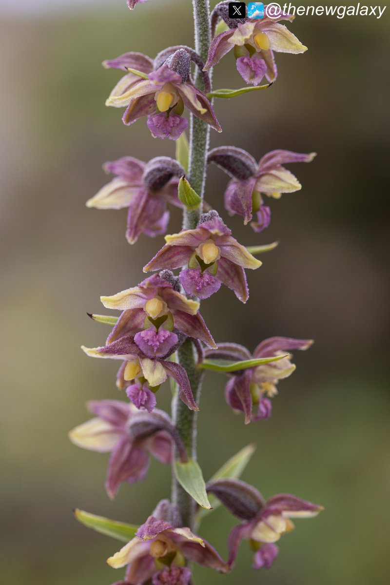 thenewgalaxy's tweet photo. 5/7/26 #Cumbria - The Dark Red Helleborines (Epipactis atrorubens) on the limestone pavements of #HuttonRoof never fail to delight. Among my favourites are var. bicolor, or "lemon petal" as named by the late @BryanYorke. Seen whilst leading for @Mariposa_Nature #wildflowerhour https://t.co/LYoGvIVUON