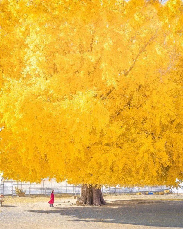 TheKentAcorn's tweet photo. Ginkgo biloba https://t.co/WH8eMVIKed