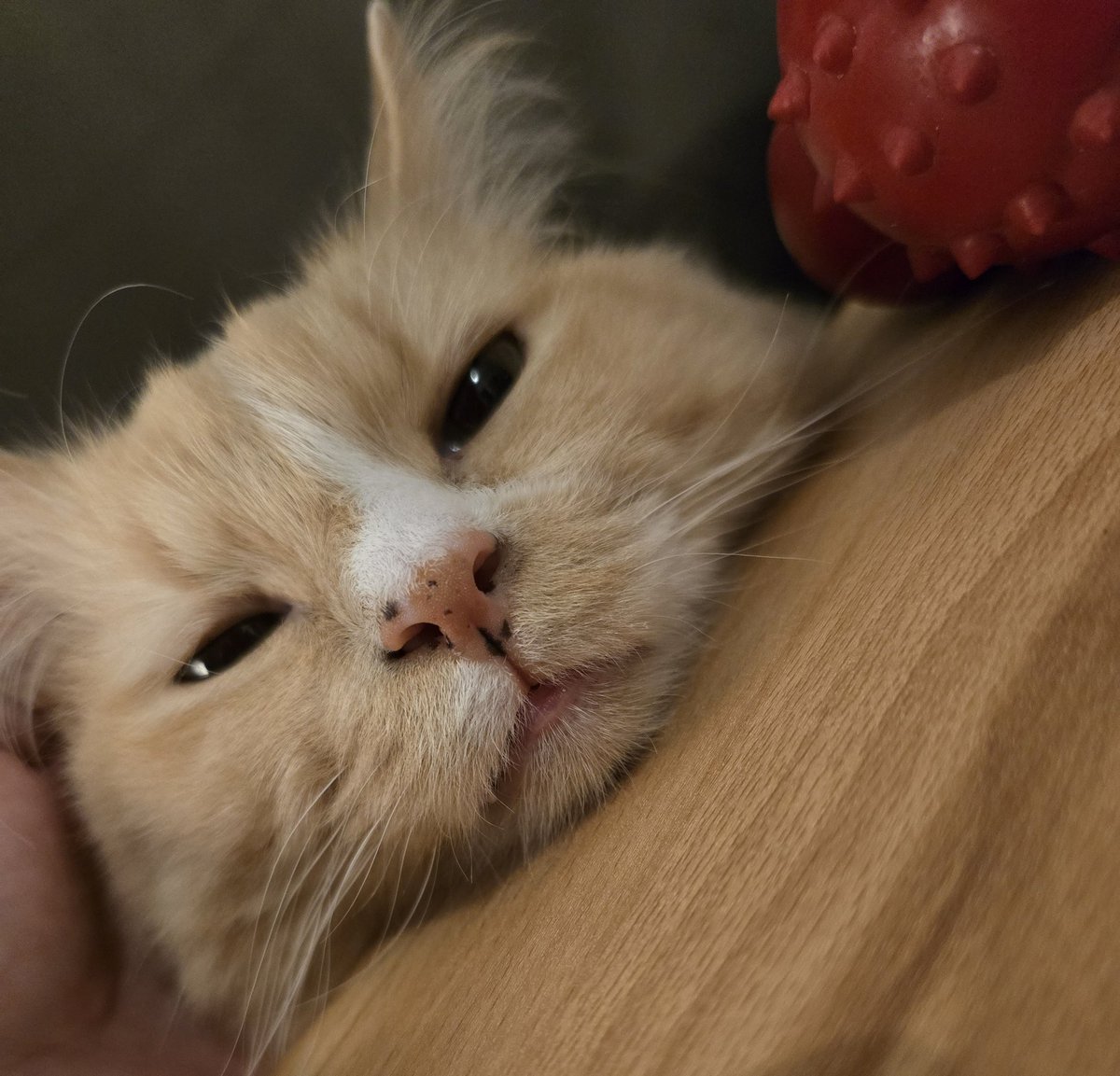 PawsleyTheCat's tweet photo. Still my best friend ❤️ Forgives so fast :) https://t.co/mAqCC6xSbd