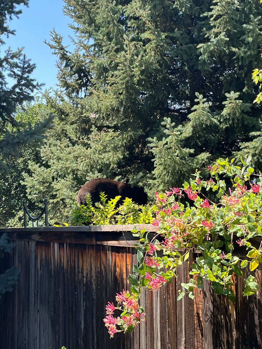 dcsheriff's tweet photo. Bear sightings are becoming more common around Highlands Ranch, so stay alert and give these wild animals plenty of space. If you encounter a bear, do not approach it or feed it. Feeding bears can make them lose their natural fear of people and creates dangerous situations for both humans and wildlife.

If a bear gets too close, make yourself look big, speak in a loud, firm voice, and make loud noises to encourage it to leave the area. Keep your distance, secure your trash, and bring pet food indoors to help prevent unwanted bear visits.