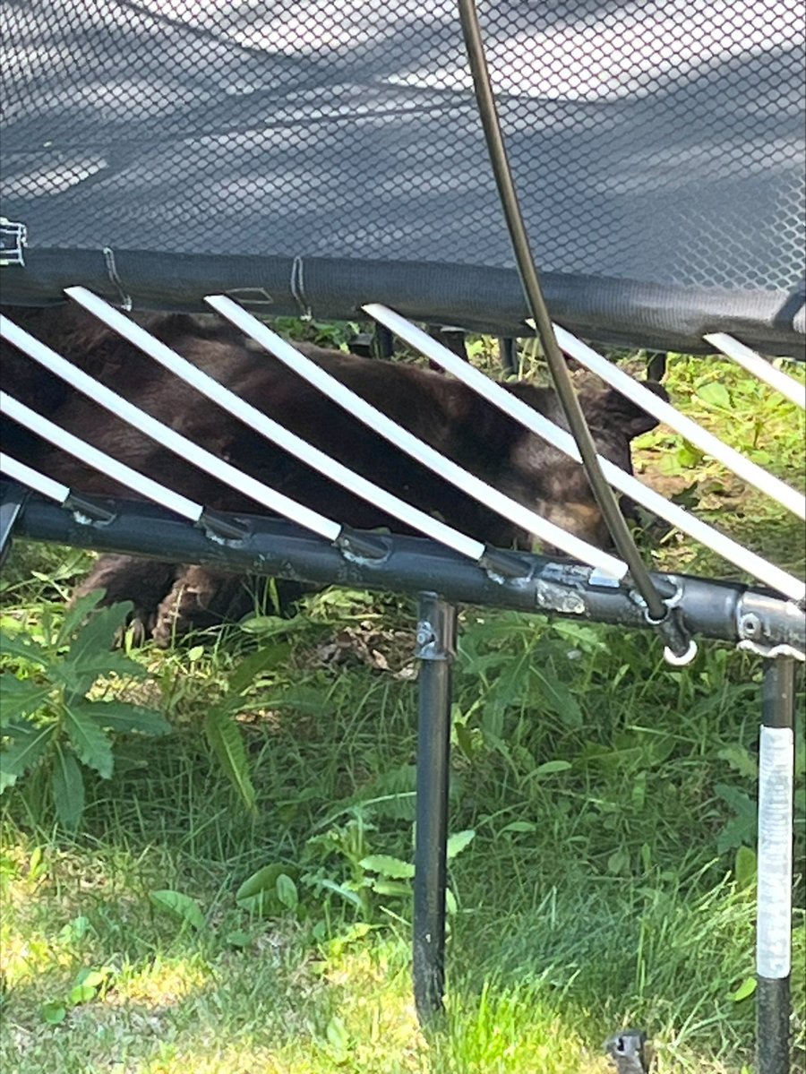 dcsheriff's tweet photo. Bear sightings are becoming more common around Highlands Ranch, so stay alert and give these wild animals plenty of space. If you encounter a bear, do not approach it or feed it. Feeding bears can make them lose their natural fear of people and creates dangerous situations for both humans and wildlife.

If a bear gets too close, make yourself look big, speak in a loud, firm voice, and make loud noises to encourage it to leave the area. Keep your distance, secure your trash, and bring pet food indoors to help prevent unwanted bear visits.
