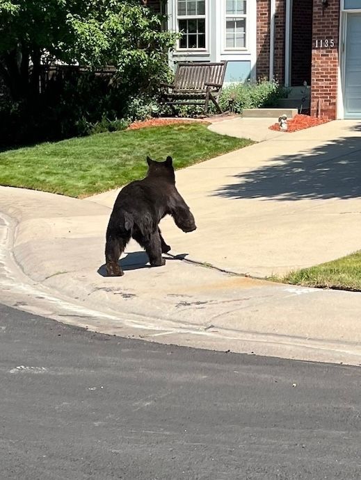 dcsheriff's tweet photo. Bear sightings are becoming more common around Highlands Ranch, so stay alert and give these wild animals plenty of space. If you encounter a bear, do not approach it or feed it. Feeding bears can make them lose their natural fear of people and creates dangerous situations for both humans and wildlife.

If a bear gets too close, make yourself look big, speak in a loud, firm voice, and make loud noises to encourage it to leave the area. Keep your distance, secure your trash, and bring pet food indoors to help prevent unwanted bear visits.