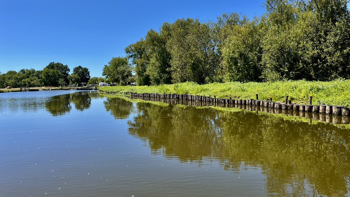 gchristy65's tweet photo. Hoy tuve la oportunidad de remar por uno de los humedales mejor preservados del atlántico en la región de Brière, países de Loira.

Registramos aves y recorrimos sus canales.
Un agradable olor a “verde”, diferente a nuestros manglares. Largos pastos, muelles con largas estacas de madera, que recuerdan a las chinampas de Xochimilco.

Avanzamos lentamente disfrutando este nuevo entorno. Gaviotas, garzas, patos, cormoranes, gansos, gorriones, jilgueros, y a lo lejos lo que parecía un halcón.

¿Y los peces? No logramos ver más que uno muerto, al que nos extrañó pero no dimos mucha importancia, hasta que encontramos a una primera anguila muerta (anguila europea) y después dos, tres, cuatro hasta contar al menos unas ocho. Adultas todas ellas.

Nos quedamos en silencio, ¿Qué podía estar pasando?
¿Contaminación? ¿La calidad del agua?

Europa ha estado sufriendo estas últimas semanas, unas de las oleadas de calor (canícula le llaman) más altas registradas en la historia. En muchos lados ha rebasado los 40 grados centígrados y después de platicar con el encargado de nuestro bote, nos confirmó lo que sospechábamos.

El humedal tiene una profundidad muy pequeña y el agua se calienta tanto, que el oxígeno disuelto en ella se pierde, causando que muchos peces mueran por asfixia.

La especie, a pesar de ser muy abundante, ya aparece en muchas listas, en peligro.

Cada año este fenómeno está empeorando. Hoy pudimos ver de primera mano una más de las consecuencias del cambio climático. En el Caribe, los arrecifes se blanquean, en el ártico los hielos se van derritiendo.

Se ve complicado detener esta tendencia, pero esto debe ser una motivación más para proteger lo que aún nos queda y revertir los daños causados al medioambiente.
Países como Costa Rica lo están logrando, iniciativas en Europa trabajan por recuperar a sus insectos.

Hay que trabajar de forma local, pero siempre con un pensamiento global. Al final de cuentas todos viajamos en la misma nave espacial, llamada planeta tierra.
@SelvameMX 
@SelvaMayaSOS 
@SEMARNAT_mx 
@CONANP_mx