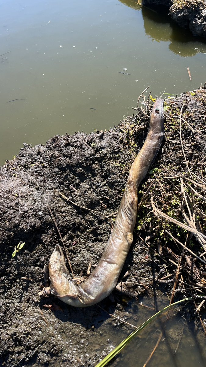 gchristy65's tweet photo. Hoy tuve la oportunidad de remar por uno de los humedales mejor preservados del atlántico en la región de Brière, países de Loira.

Registramos aves y recorrimos sus canales.
Un agradable olor a “verde”, diferente a nuestros manglares. Largos pastos, muelles con largas estacas de madera, que recuerdan a las chinampas de Xochimilco.

Avanzamos lentamente disfrutando este nuevo entorno. Gaviotas, garzas, patos, cormoranes, gansos, gorriones, jilgueros, y a lo lejos lo que parecía un halcón.

¿Y los peces? No logramos ver más que uno muerto, al que nos extrañó pero no dimos mucha importancia, hasta que encontramos a una primera anguila muerta (anguila europea) y después dos, tres, cuatro hasta contar al menos unas ocho. Adultas todas ellas.

Nos quedamos en silencio, ¿Qué podía estar pasando?
¿Contaminación? ¿La calidad del agua?

Europa ha estado sufriendo estas últimas semanas, unas de las oleadas de calor (canícula le llaman) más altas registradas en la historia. En muchos lados ha rebasado los 40 grados centígrados y después de platicar con el encargado de nuestro bote, nos confirmó lo que sospechábamos.

El humedal tiene una profundidad muy pequeña y el agua se calienta tanto, que el oxígeno disuelto en ella se pierde, causando que muchos peces mueran por asfixia.

La especie, a pesar de ser muy abundante, ya aparece en muchas listas, en peligro.

Cada año este fenómeno está empeorando. Hoy pudimos ver de primera mano una más de las consecuencias del cambio climático. En el Caribe, los arrecifes se blanquean, en el ártico los hielos se van derritiendo.

Se ve complicado detener esta tendencia, pero esto debe ser una motivación más para proteger lo que aún nos queda y revertir los daños causados al medioambiente.
Países como Costa Rica lo están logrando, iniciativas en Europa trabajan por recuperar a sus insectos.

Hay que trabajar de forma local, pero siempre con un pensamiento global. Al final de cuentas todos viajamos en la misma nave espacial, llamada planeta tierra.
@SelvameMX 
@SelvaMayaSOS 
@SEMARNAT_mx 
@CONANP_mx
