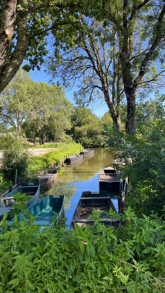gchristy65's tweet photo. Hoy tuve la oportunidad de remar por uno de los humedales mejor preservados del atlántico en la región de Brière, países de Loira.

Registramos aves y recorrimos sus canales.
Un agradable olor a “verde”, diferente a nuestros manglares. Largos pastos, muelles con largas estacas de madera, que recuerdan a las chinampas de Xochimilco.

Avanzamos lentamente disfrutando este nuevo entorno. Gaviotas, garzas, patos, cormoranes, gansos, gorriones, jilgueros, y a lo lejos lo que parecía un halcón.

¿Y los peces? No logramos ver más que uno muerto, al que nos extrañó pero no dimos mucha importancia, hasta que encontramos a una primera anguila muerta (anguila europea) y después dos, tres, cuatro hasta contar al menos unas ocho. Adultas todas ellas.

Nos quedamos en silencio, ¿Qué podía estar pasando?
¿Contaminación? ¿La calidad del agua?

Europa ha estado sufriendo estas últimas semanas, unas de las oleadas de calor (canícula le llaman) más altas registradas en la historia. En muchos lados ha rebasado los 40 grados centígrados y después de platicar con el encargado de nuestro bote, nos confirmó lo que sospechábamos.

El humedal tiene una profundidad muy pequeña y el agua se calienta tanto, que el oxígeno disuelto en ella se pierde, causando que muchos peces mueran por asfixia.

La especie, a pesar de ser muy abundante, ya aparece en muchas listas, en peligro.

Cada año este fenómeno está empeorando. Hoy pudimos ver de primera mano una más de las consecuencias del cambio climático. En el Caribe, los arrecifes se blanquean, en el ártico los hielos se van derritiendo.

Se ve complicado detener esta tendencia, pero esto debe ser una motivación más para proteger lo que aún nos queda y revertir los daños causados al medioambiente.
Países como Costa Rica lo están logrando, iniciativas en Europa trabajan por recuperar a sus insectos.

Hay que trabajar de forma local, pero siempre con un pensamiento global. Al final de cuentas todos viajamos en la misma nave espacial, llamada planeta tierra.
@SelvameMX 
@SelvaMayaSOS 
@SEMARNAT_mx 
@CONANP_mx