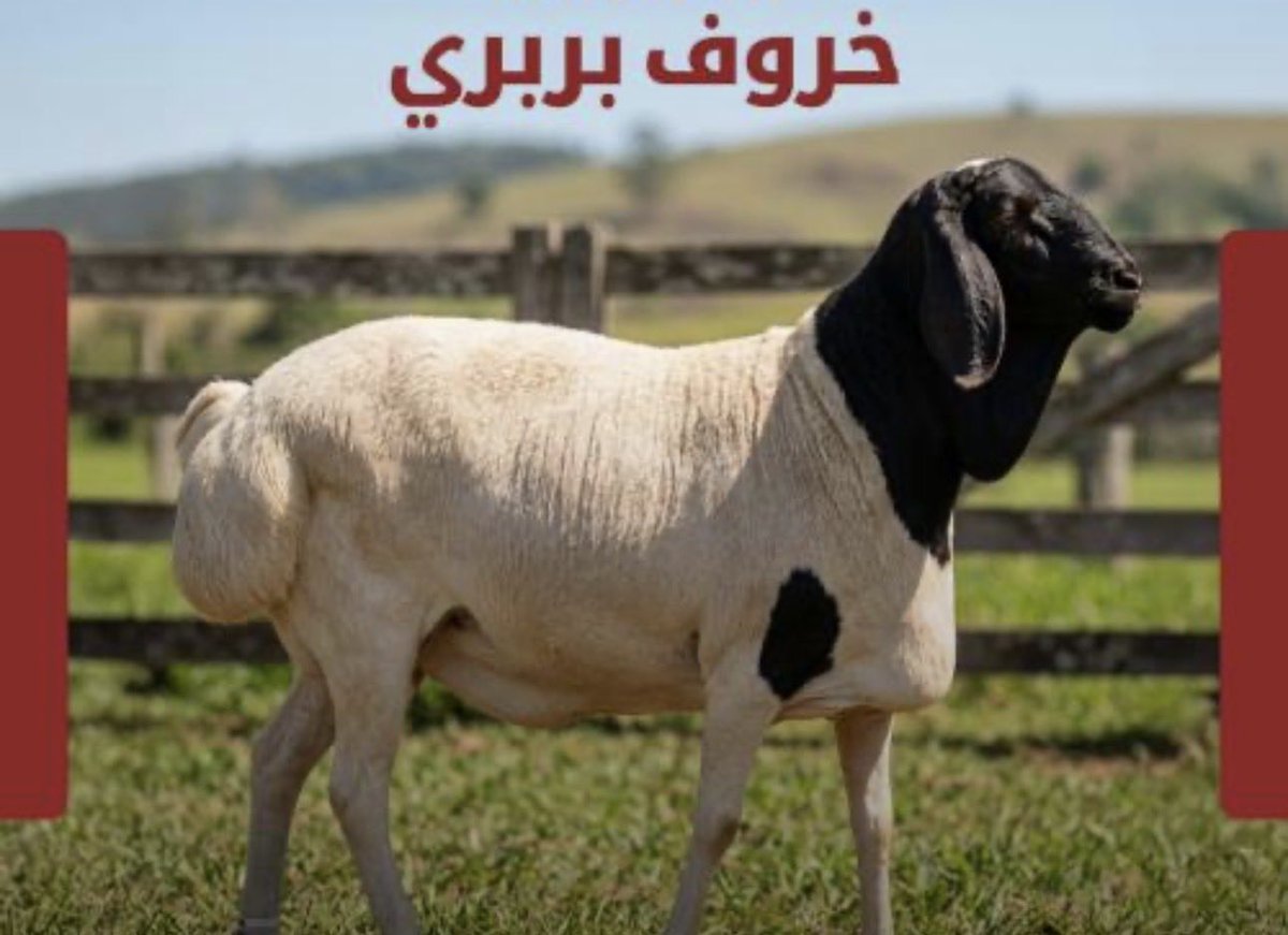 mobeer1400's tweet photo. @med_azouguigh @junaid513 https://t.co/WHzP6NugWt
