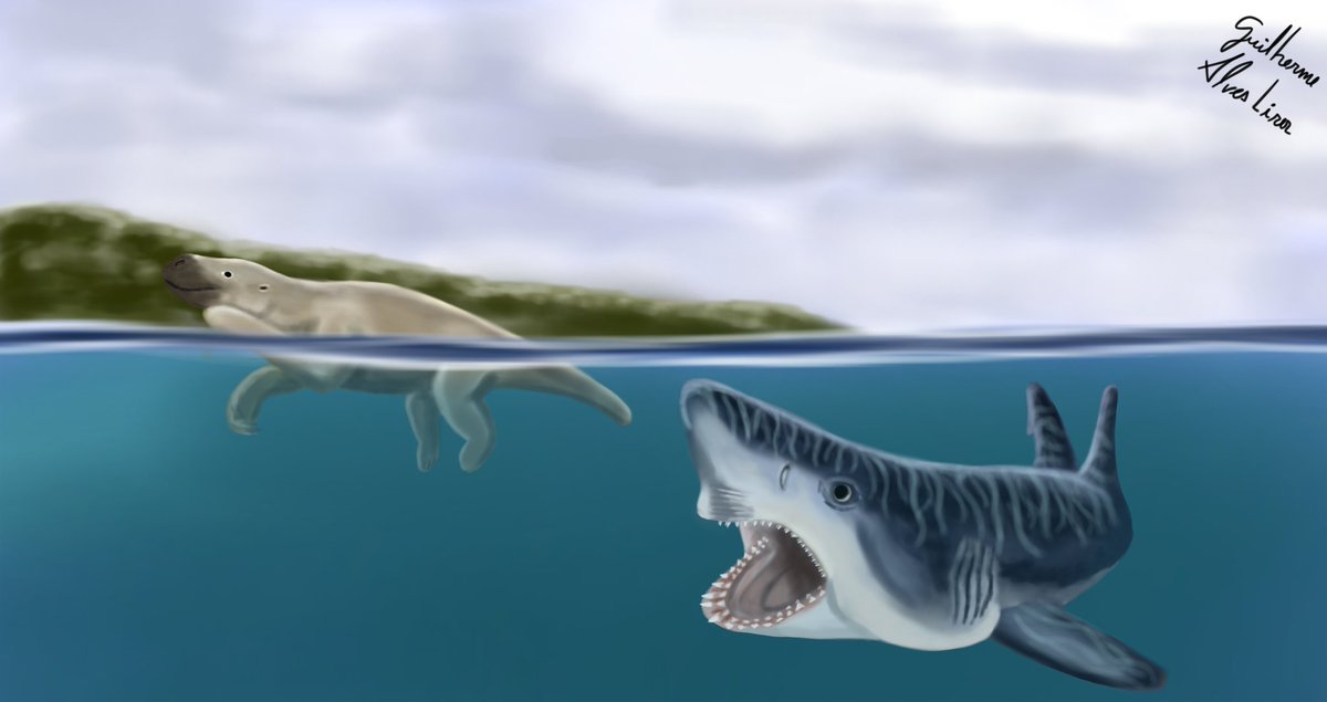 GUIPREHISTORIC's tweet photo. Paleoart - Otodus megalodon predando uma Thalassocnus natans https://t.co/EgQF4uS78m
