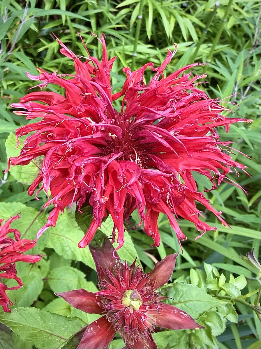 Rw37R's tweet photo. ✼̥୭*ˈおはようございます✼̥୭*ˈ
  ☀️
  🕊️🥀   朝のお花は
🌱💫🕊️  #タイマツバナ
 🥀 🕊  ͗ ͗〰︎♡ 松明花

  皆さん  今週もよろしく
   お願いします(❁ᴗ͈ˬᴗ͈)

   𖤣𖥧𖥣𖡡𖥧𖤣 🌺 𖤣𖥧𖥣𖡡𖥧𖤣 🌺 𖤣𖥧𖥣𖡡𖥧𖤣 https://t.co/T1JTDOHz0C