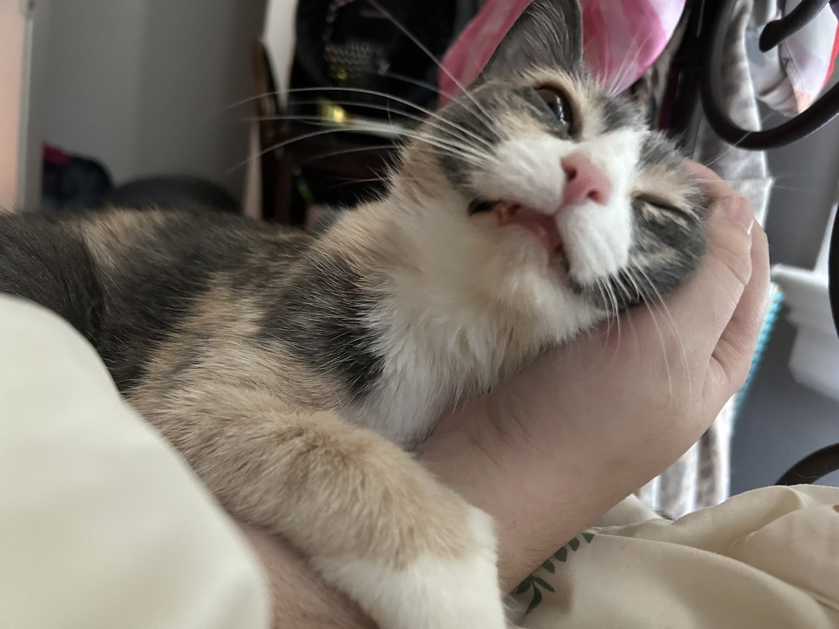 oreoeocat's tweet photo. Sweetest girl in the world loves getting scritches https://t.co/zh8TQfHBSO