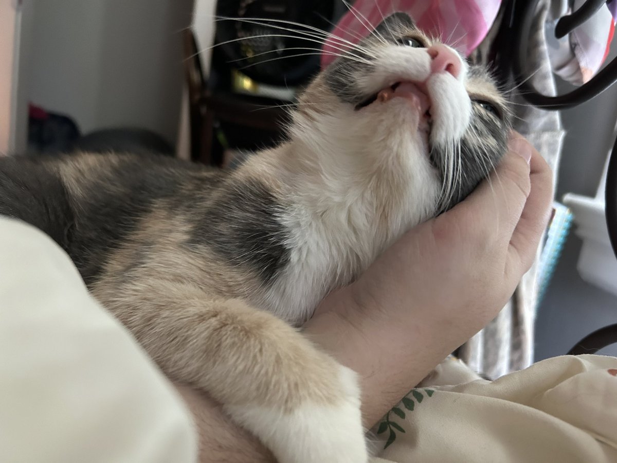 oreoeocat's tweet photo. Sweetest girl in the world loves getting scritches https://t.co/zh8TQfHBSO