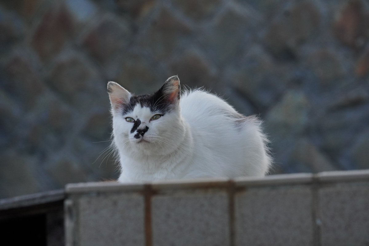 tashiro_shima's tweet photo. おはよ〜ございます🐾
顔の模様が特徴的なビリー
島のえき出身だけど放浪の旅してます
#田代島 #猫島 https://t.co/wb4Z72FPqc
