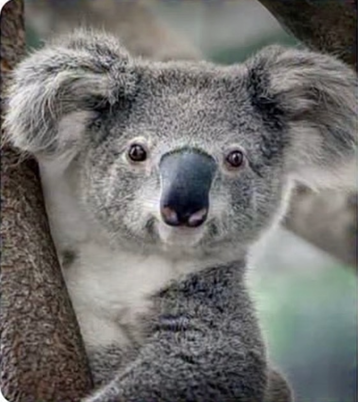 TUKK_RIVERS_'s tweet photo. @RespectfulMemes There's a reason for the fingerprints on koala's https://t.co/SyBa2WlZd8