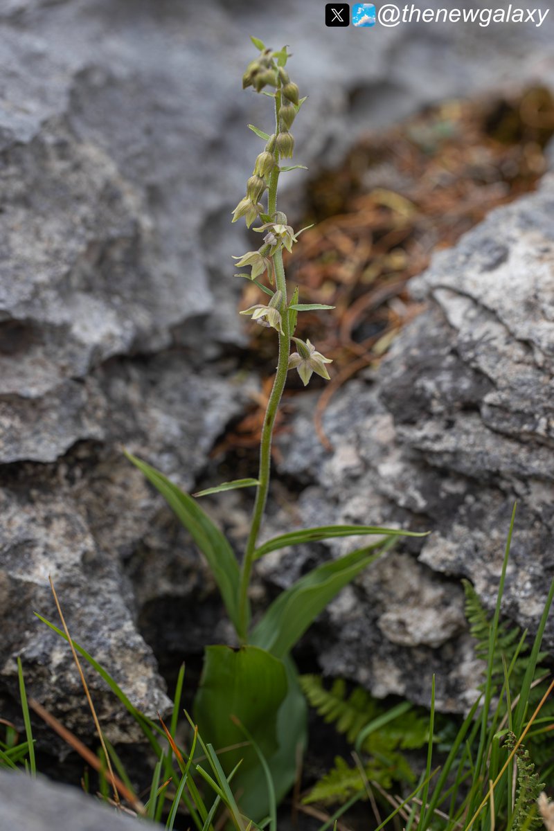 thenewgalaxy's tweet photo. 5/7/26 #Cumbria - The Dark Red Helleborines (Epipactis atrorubens) of #HuttonRoof aren't always "Dark Red". This striking example is var. albiflora, a particularly rare find with almost pure-white flowers. A great sight for guests on tour with @Mariposa_Nature  #wildflowerhour https://t.co/mOShSPkZbk