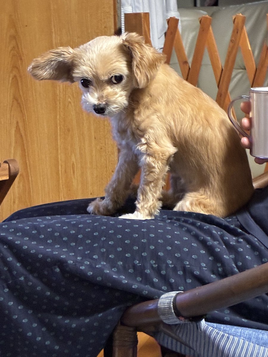 taristt's tweet photo. 今朝の愛犬☔️きなこ🐶

#きなこ #犬 #チワプー #プーチー #ミックス犬 #愛犬きなこ #緋 #三次ワイナリー https://t.co/elCvtUfA0y