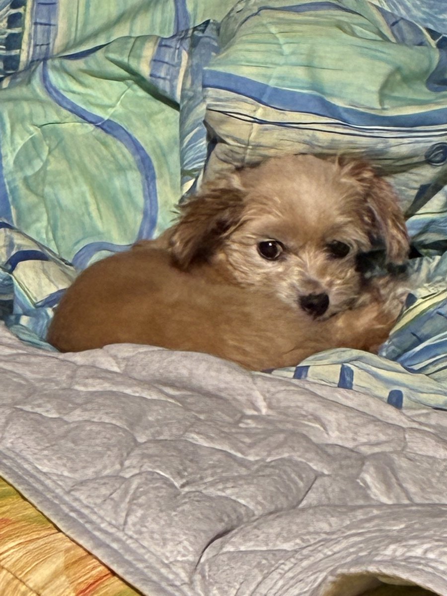 taristt's tweet photo. 今朝の愛犬☔️きなこ🐶

#きなこ #犬 #チワプー #プーチー #ミックス犬 #愛犬きなこ #緋 #三次ワイナリー https://t.co/elCvtUfA0y