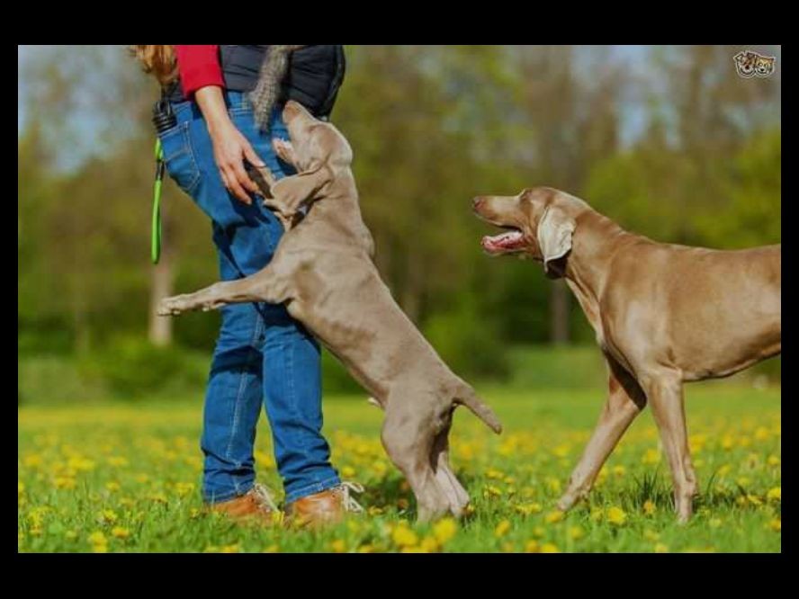 carlitomwas's tweet photo. One afternoon, a neighbor’s dog—a big, friendly German Shepherd named Max—wandered into the yard, and Buddy froze, his tail tucked between his legs, scared of the bigger dog.🏉
Celebrate every small win you get. https://t.co/r8LRp2Tdo0