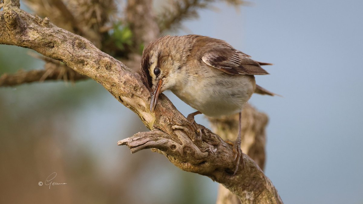 BC_Gemma's tweet photo. Sedge Warbler, Ballycotton. #Birds https://t.co/LuA3XqmclA