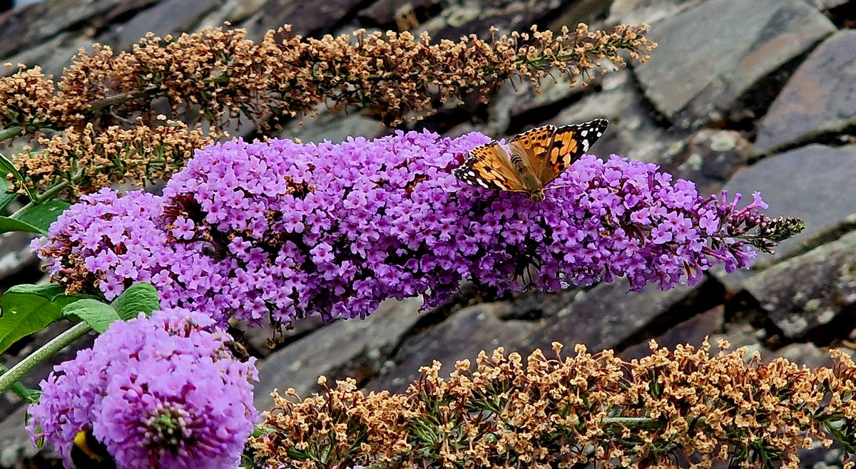 nimanezafati's tweet photo. Butterfly on butterfly-bush https://t.co/3MqmqOIKmI