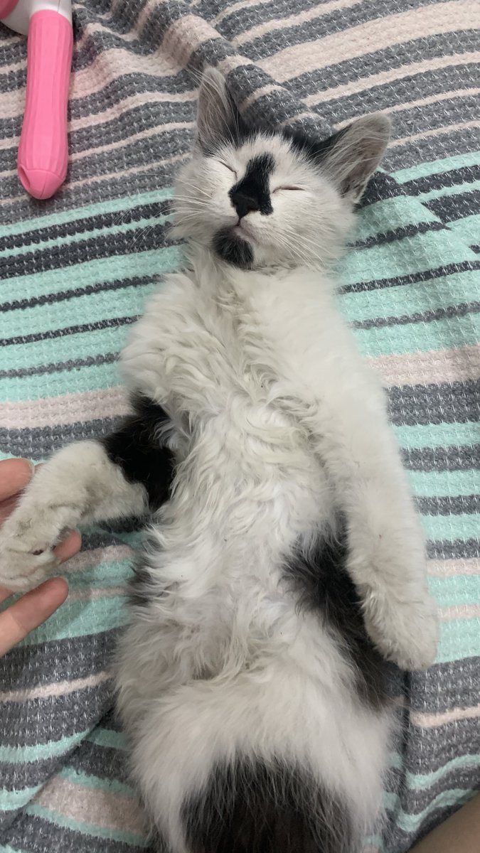 sinemayann2's tweet photo. Çocukların“abla teyze poşete bağlayıp çöpe attı” demesiyle korumaya aldığım tam bir panda olan bu bebişe acil yuva arıyorum tam bir sevgici uyurken dahi mırlıyor kendisi temizledim bana mısın demiyor sadece mırlıyor sevgi dolu bir yuvayı hak ediyor sokağa gitmesin bu yakışıklılık https://t.co/wLCClrDr9o