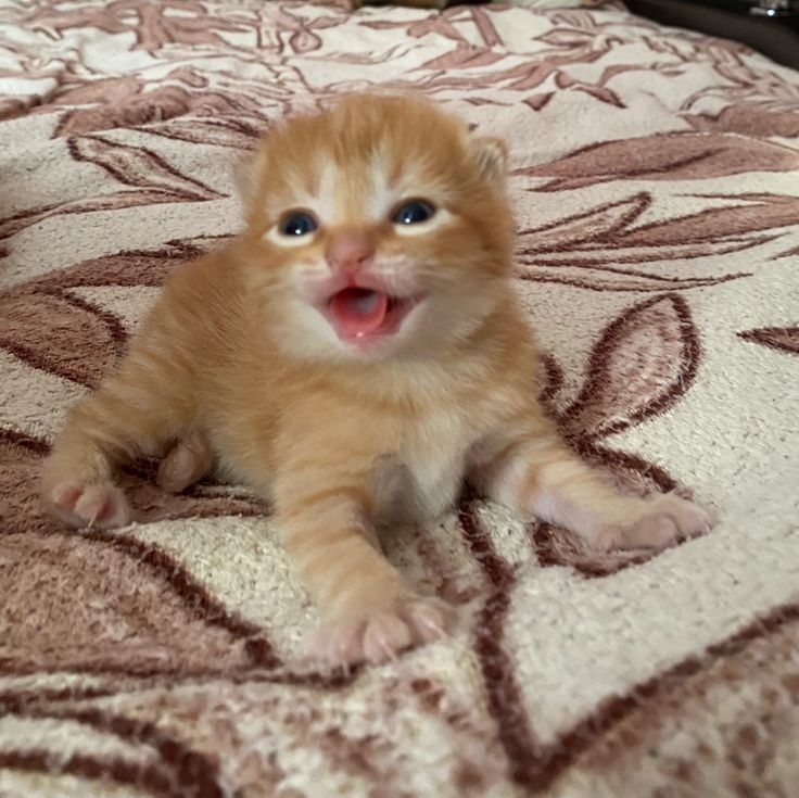 Catsillyness's tweet photo. https://t.co/w8Pe7V26lp
