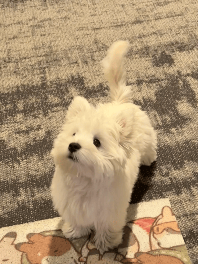 FIJT12's tweet photo. My little pup just mastered "sit" today! Tiny tail wags + wet nose = the best kind of win https://t.co/mBj1cgDF04