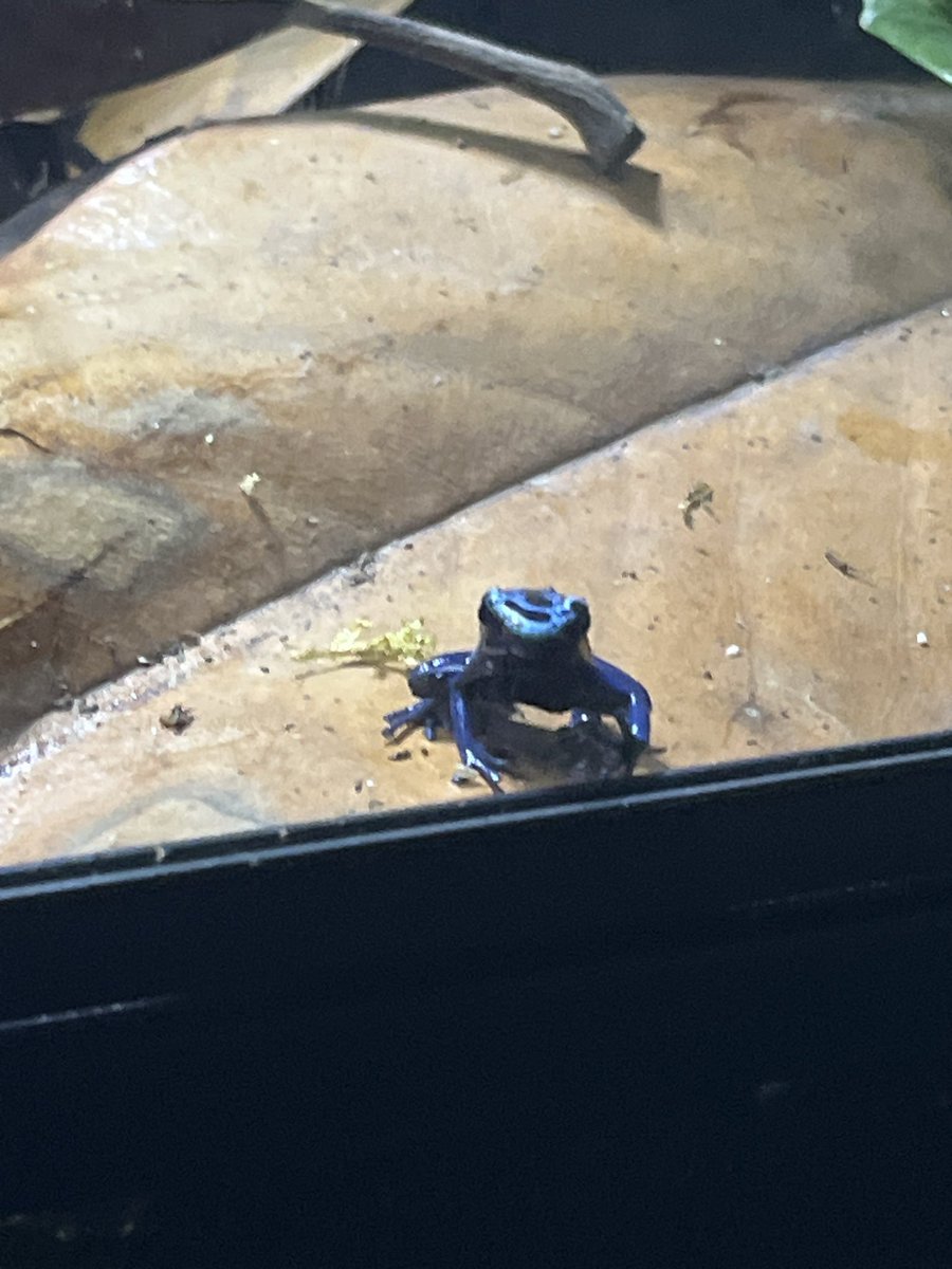 Sequenceamp's tweet photo. Recently picked up these dart frogs. https://t.co/1UigUnxUpe
