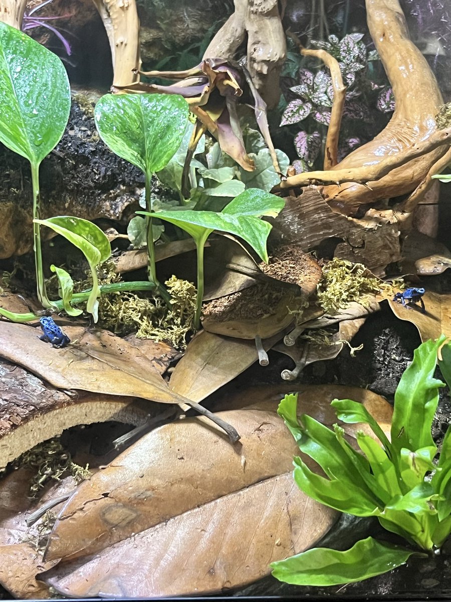 Sequenceamp's tweet photo. Recently picked up these dart frogs. https://t.co/1UigUnxUpe
