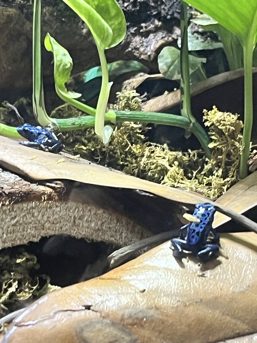 Sequenceamp's tweet photo. Recently picked up these dart frogs. https://t.co/1UigUnxUpe
